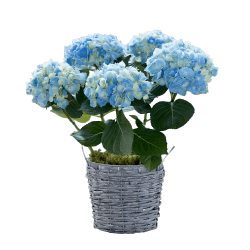 Hydrangea Wicker Basket - Florist London