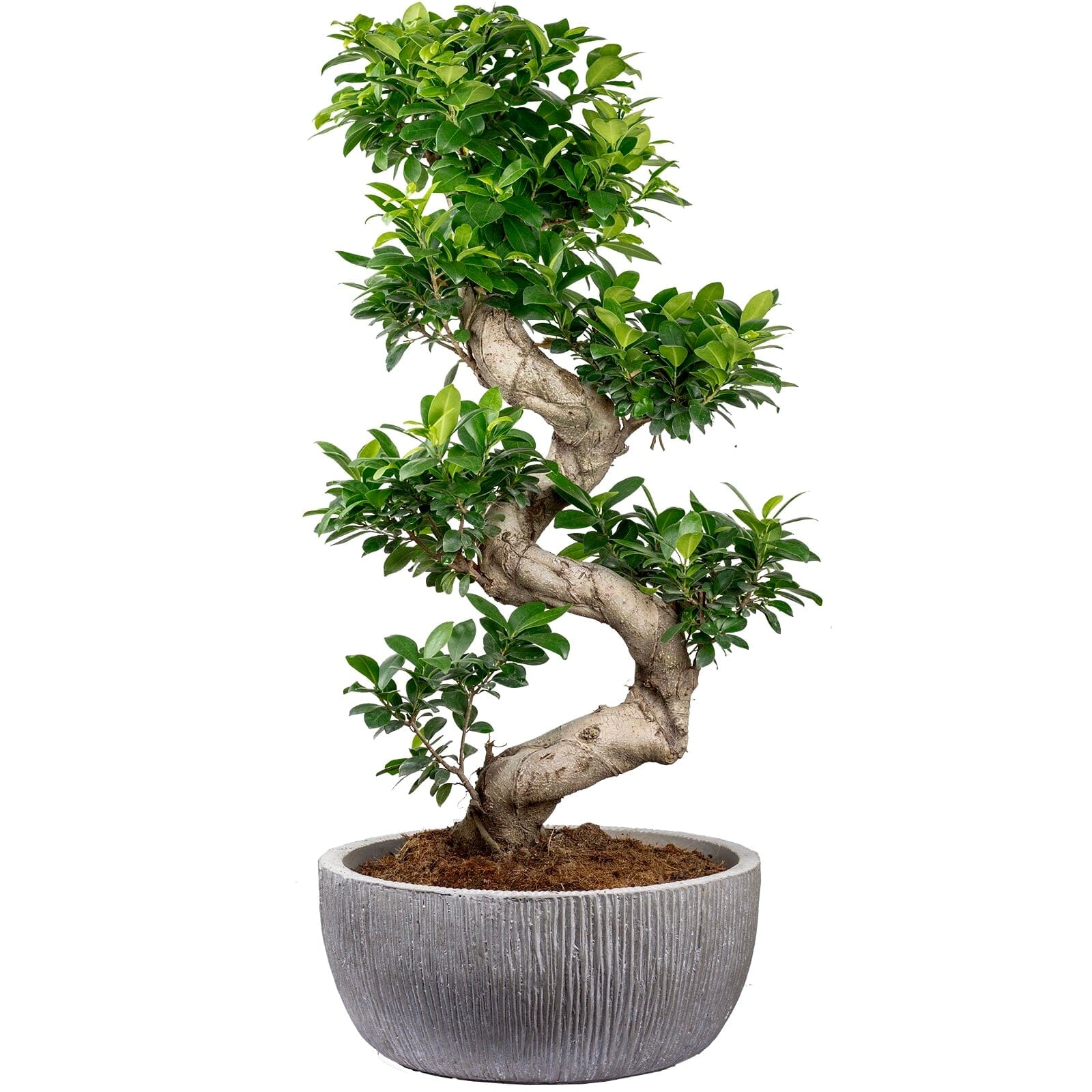 Large Ficus Microcarpa Ginseng Plant 35Ø 100cm - Florist London