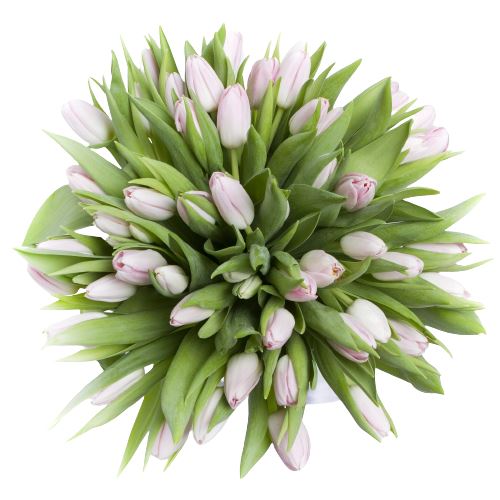 Light Pink Tulips Bouquet - Florist London