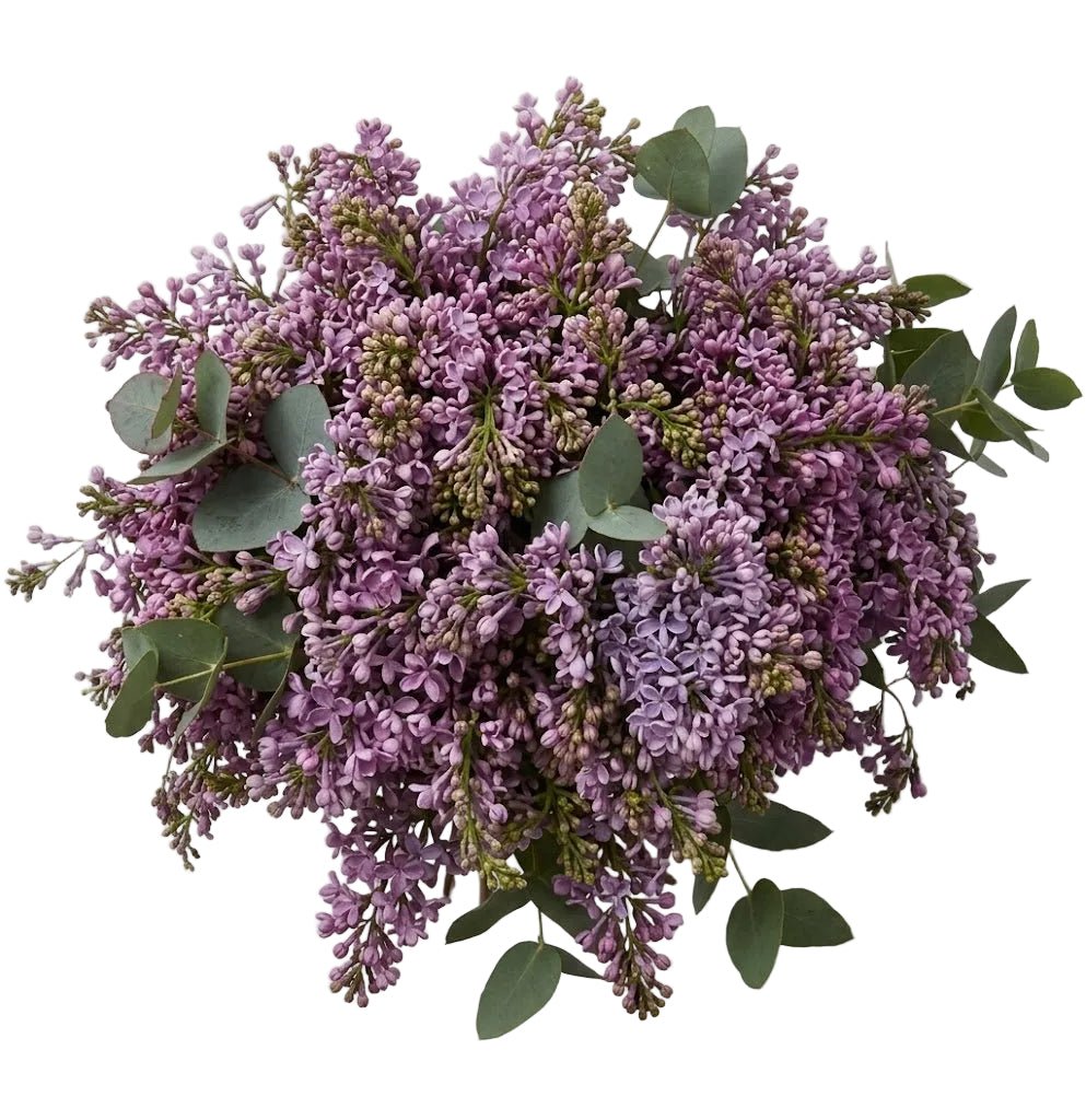 Lilac Bouquet with Eucalyptus - Florist London