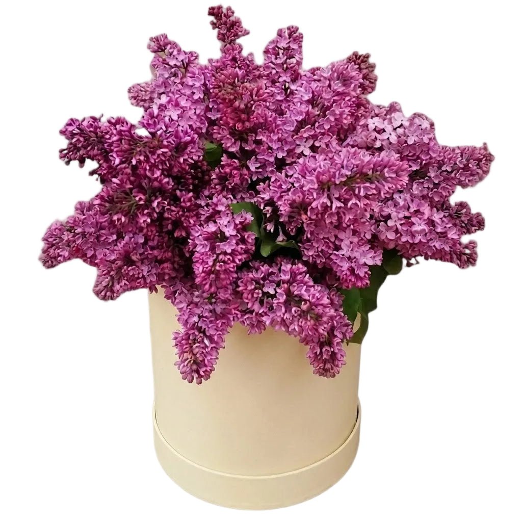 Lilac Box - Florist London
