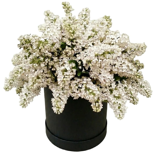 Lilac Box - Florist London