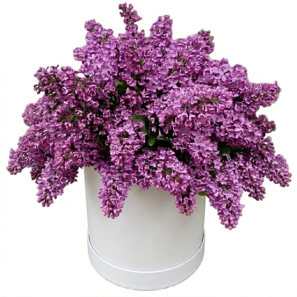 Lilac Box - Florist London