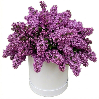 Lilac Box - Florist London
