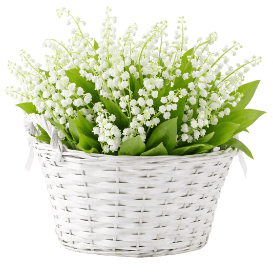 Lily of Valley Flowers in Basket - Florist London