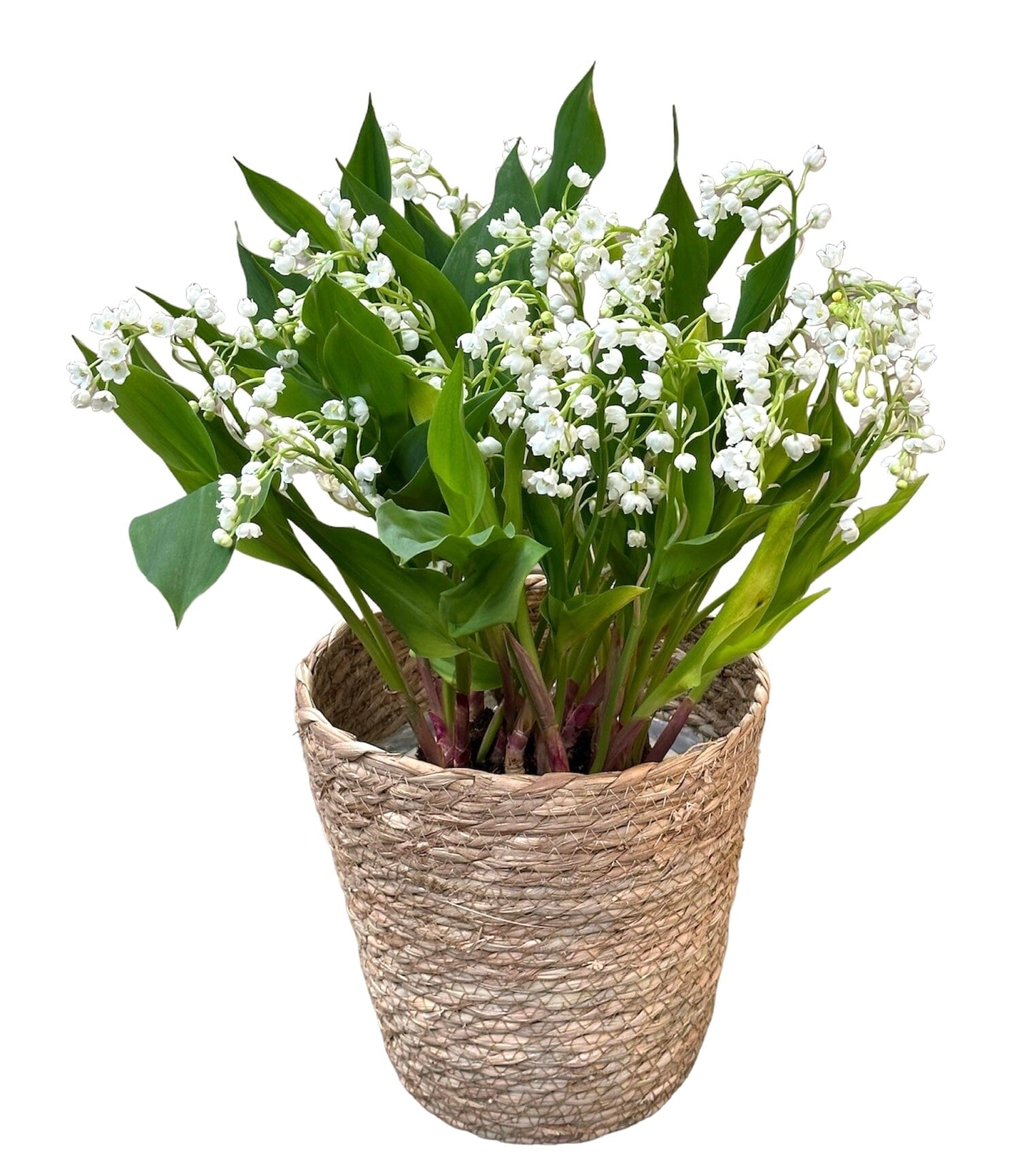 Lily of Valley in a Circular Basket - Florist London