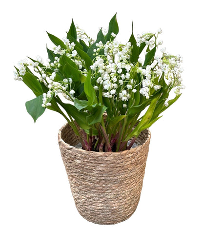Lily of Valley in a Circular Basket - Florist London