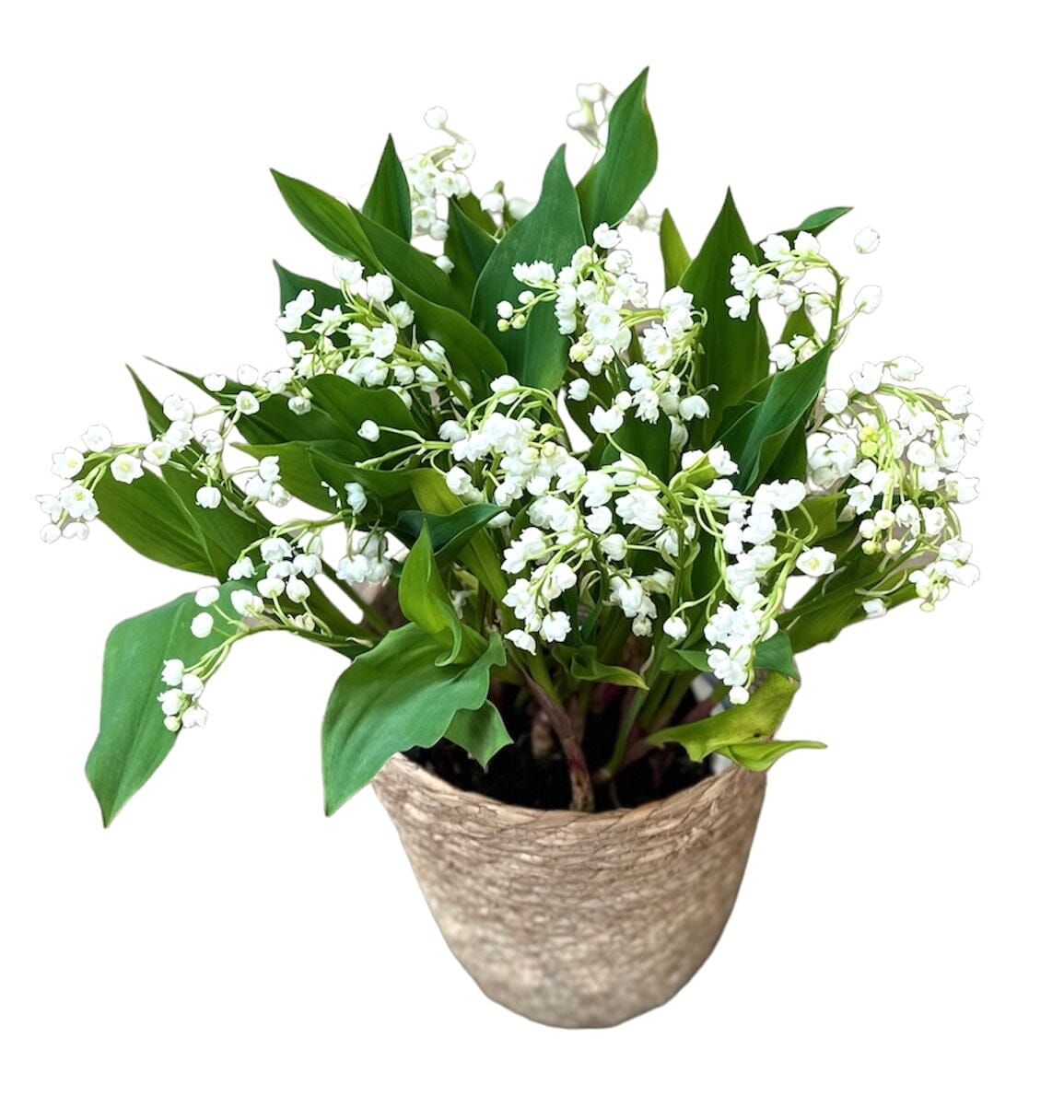 Lily of Valley in a Circular Basket - Florist London