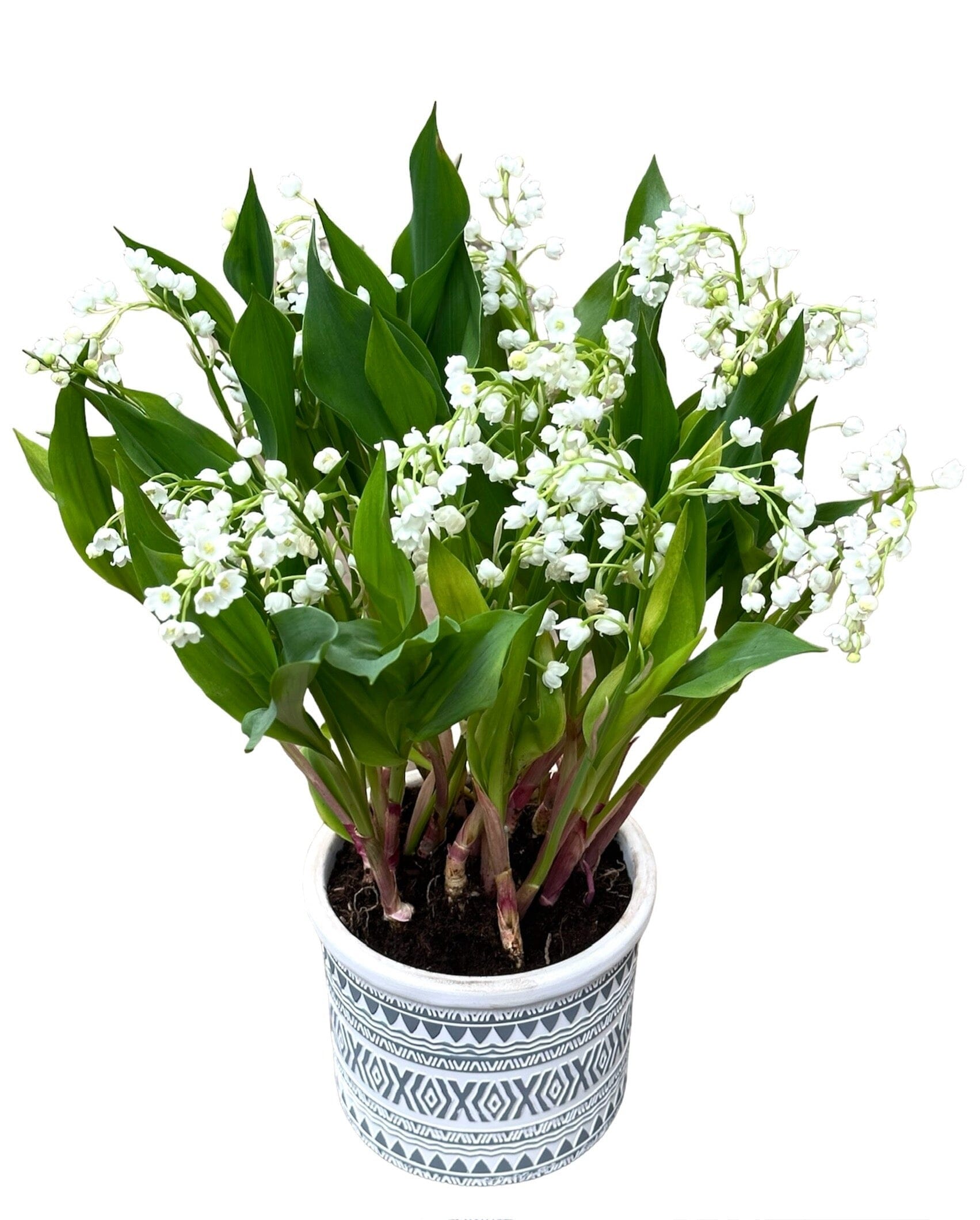 Lily of Valley in a Pot