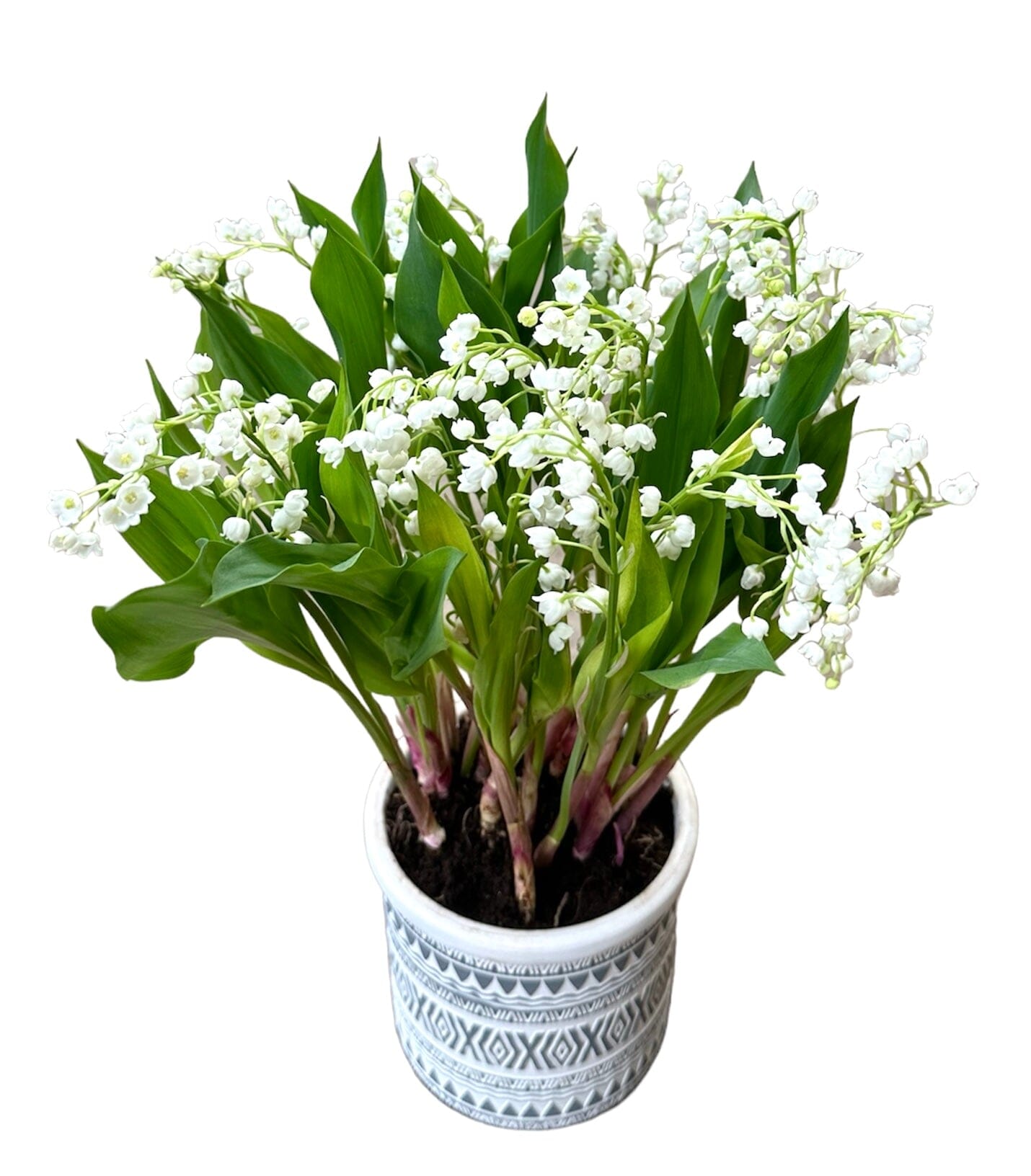 Lily of Valley in a Pot - Florist London