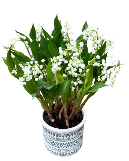 Lily of Valley in a Pot - Florist London