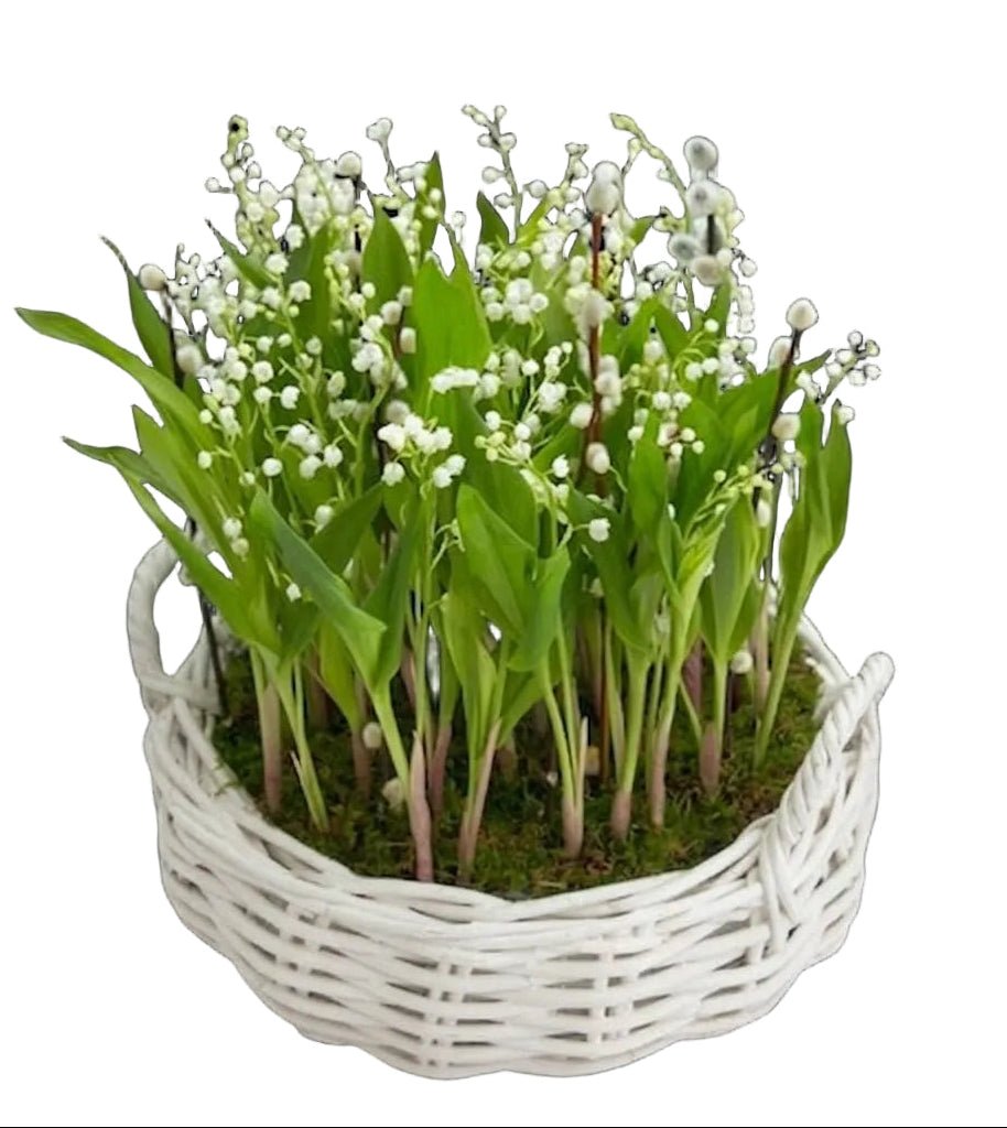 Luxury Basket of Lily of Valley with Roots - Florist London