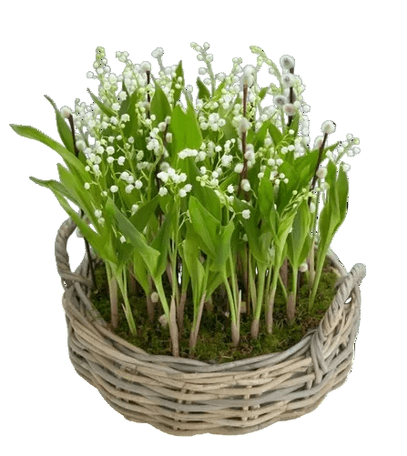 Luxury Basket of Lily of Valley with Roots - Florist London