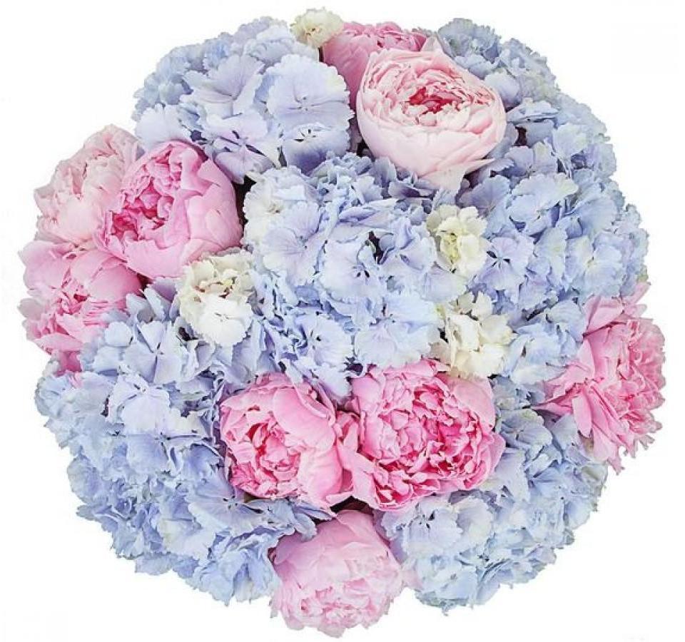 Luxury Blue Hydrangea with Peonies Bouquet - Florist London