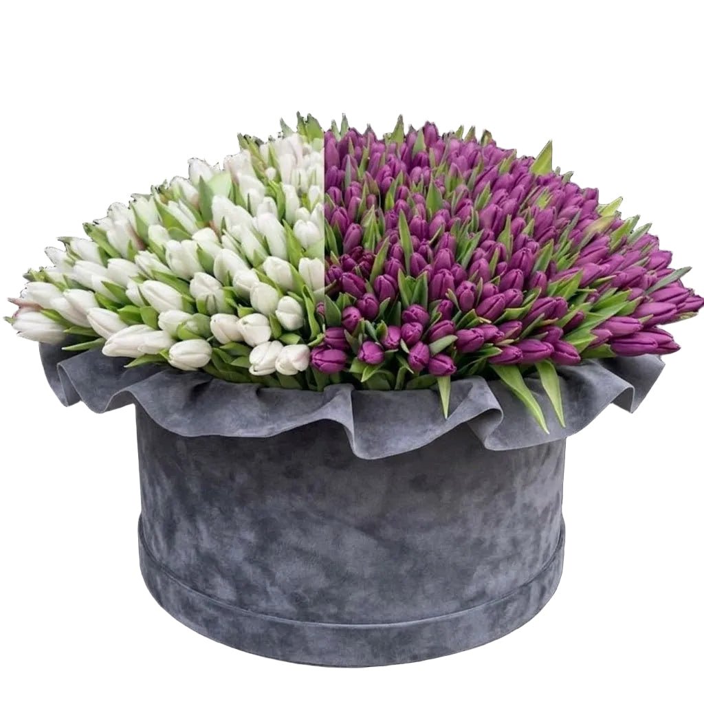 Luxury Box of Two Colours Tulips - Florist London