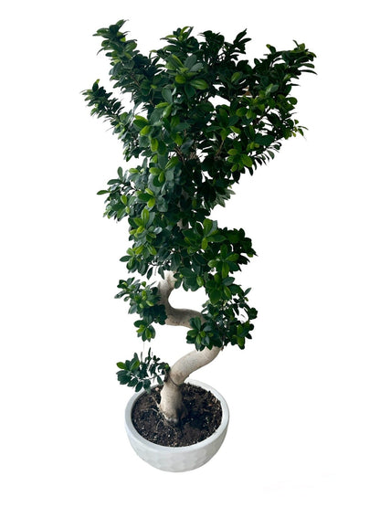 Luxury Ficus Microcarpa Ginseng Plant 40Ø 160cm - Florist London