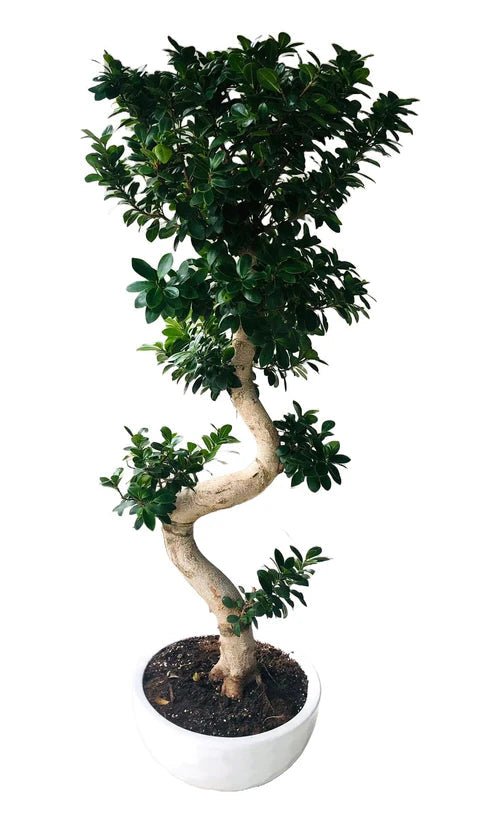 Luxury Ficus Microcarpa Ginseng Plant 40Ø 160cm - Florist London