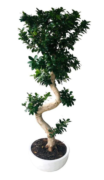 Luxury Ficus Microcarpa Ginseng Plant 40Ø 160cm - Florist London