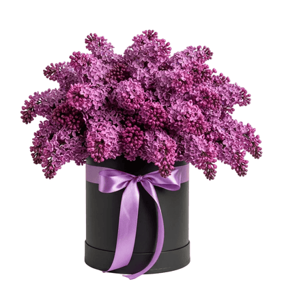 Luxury Lilac Box - Florist London