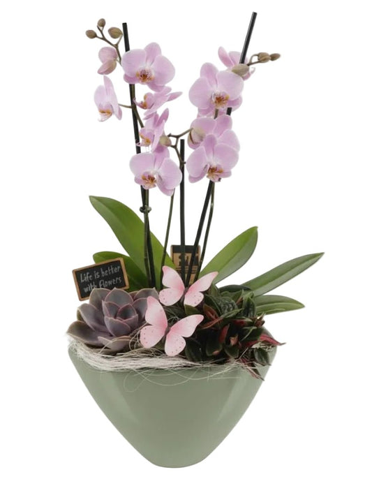 Luxury Orchid and Succulent Botanical Gift Pot - Florist London