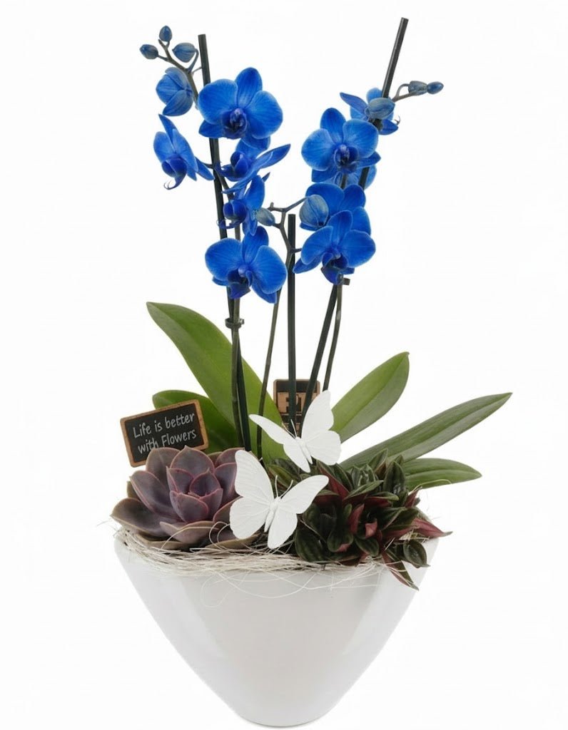 Luxury Orchid and Succulent Botanical Gift Pot - Florist London