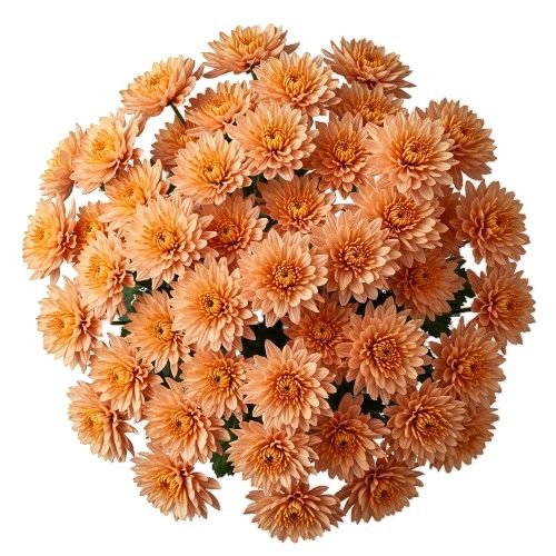 Luxury Peach Chrysanthemum Bouquet - Florist London