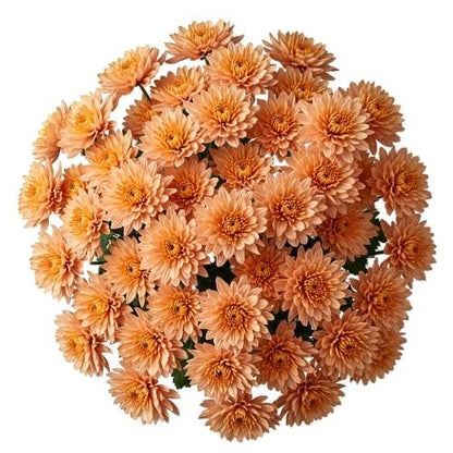 Luxury Peach Chrysanthemum Bouquet - Florist London