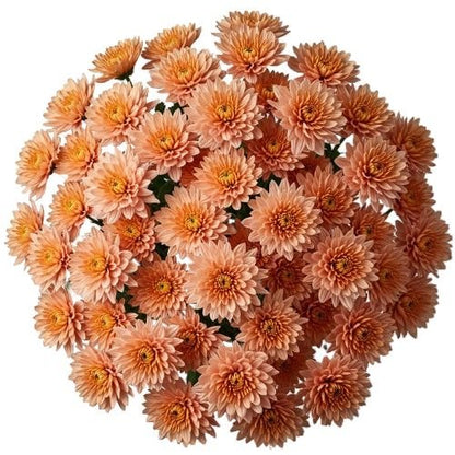 Luxury Peach Chrysanthemum Bouquet - Florist London