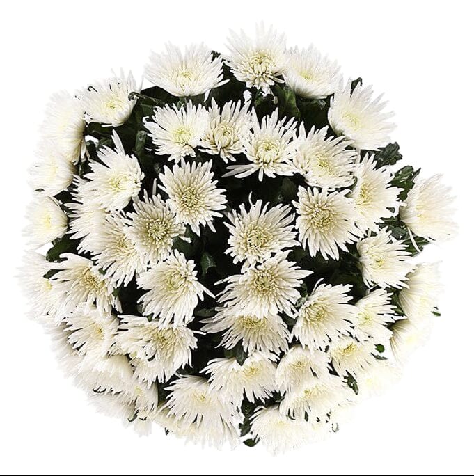 Luxury White Chrysanthemum Bouquet - Florist London