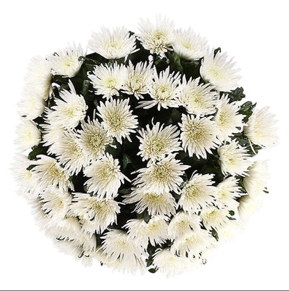 Luxury White Chrysanthemum Bouquet - Florist London