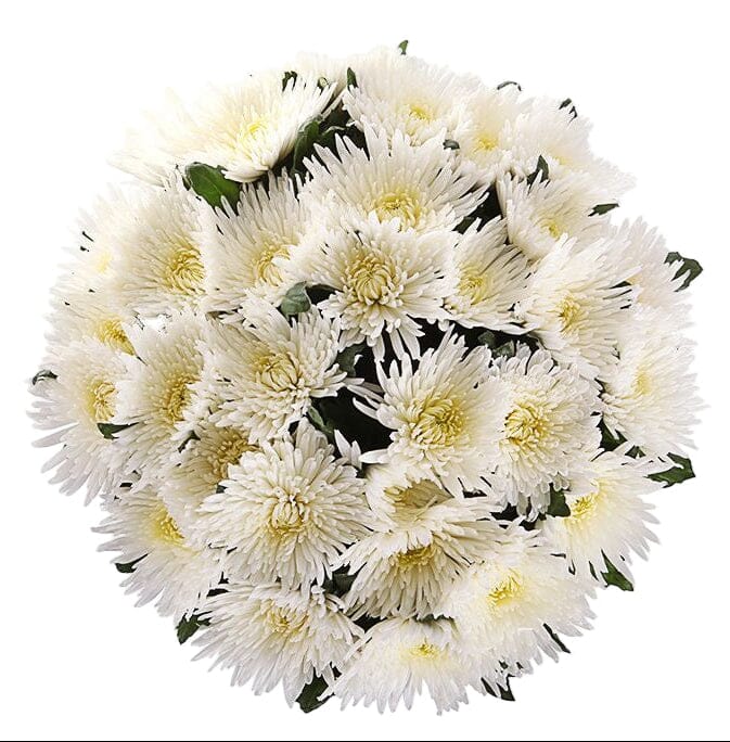 Luxury White Chrysanthemum Bouquet - Florist London
