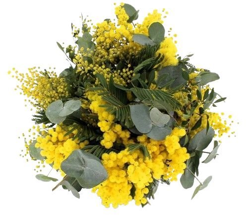 Mimosa with Eucalyptus Bouquet - Florist London