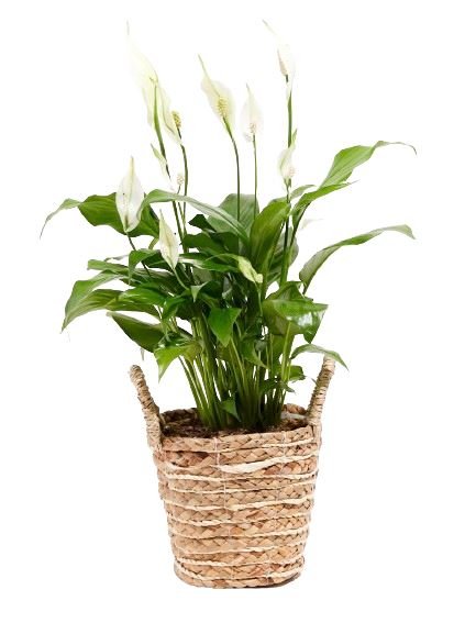 Mini Peace Lily Plant in Basket - Florist London