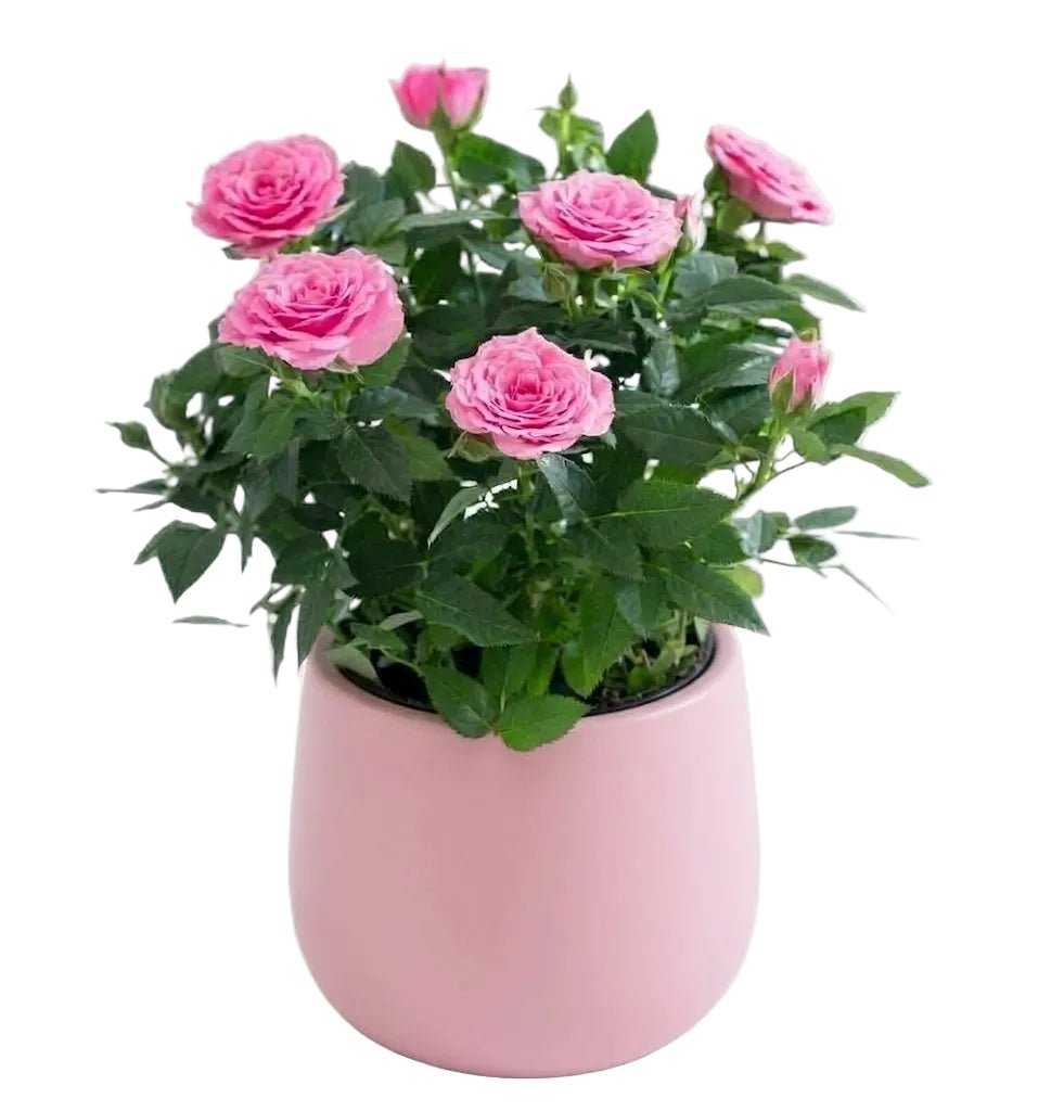 Mini Roses Plant in Pot - Florist London