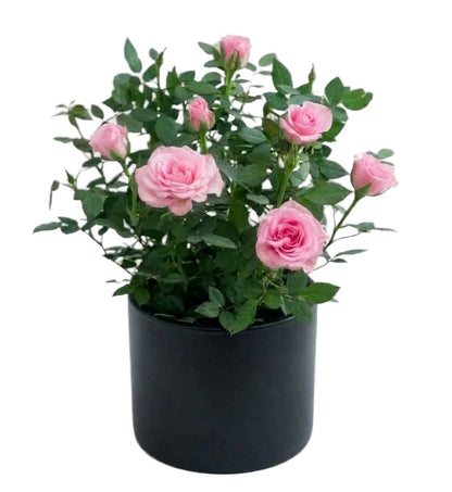 Mini Roses Plant in Pot - Florist London