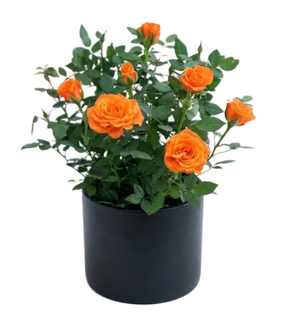 Mini Roses Plant in Pot - Florist London