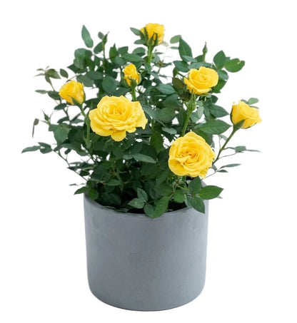 Mini Roses Plant in Pot - Florist London