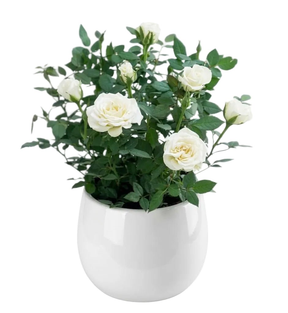 Mini Roses Plant in Pot - Florist London