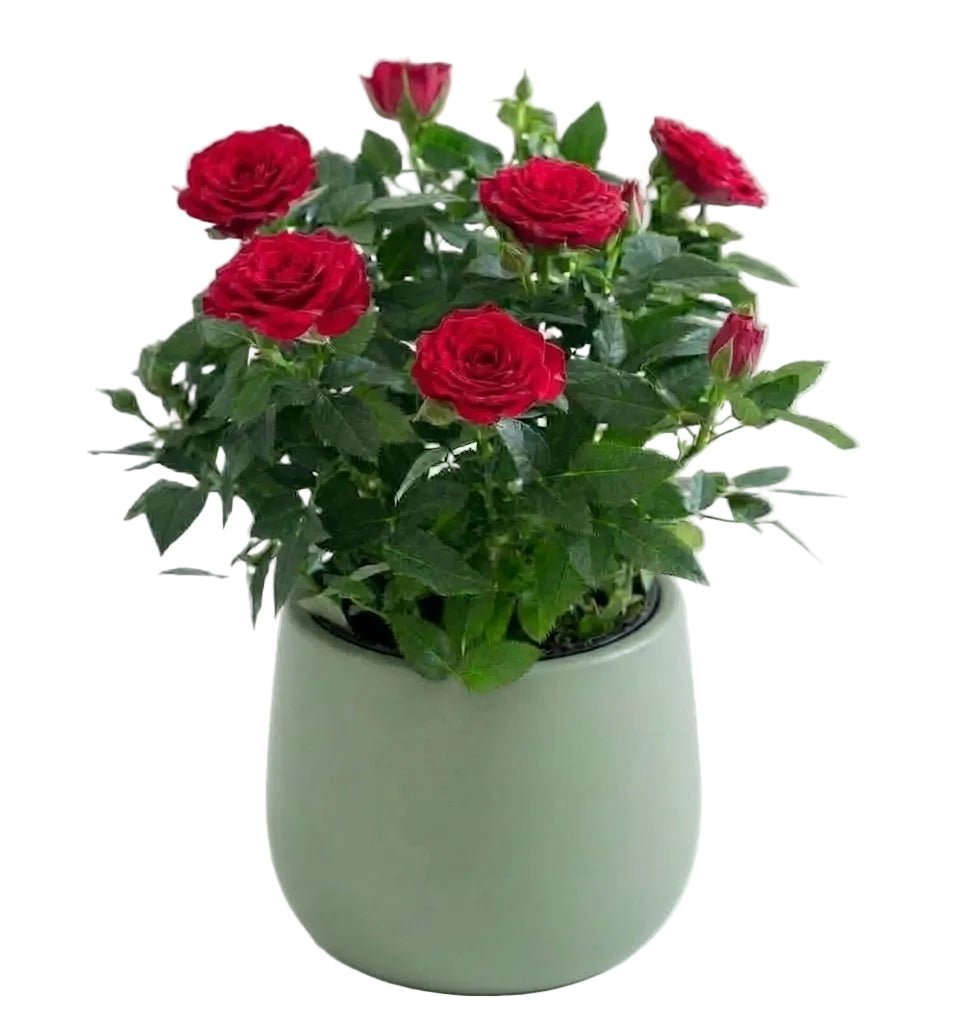 Mini Roses Plant in Pot - Florist London