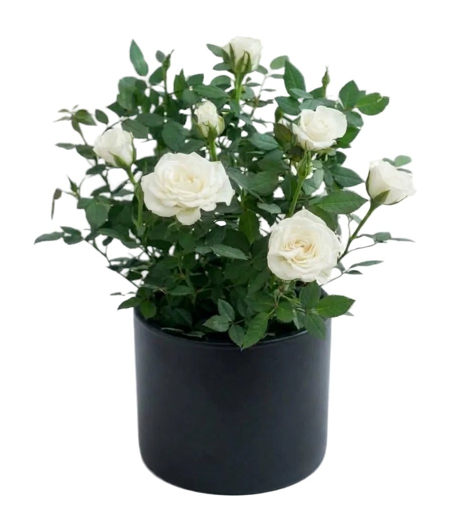 Mini Roses Plant in Pot - Florist London
