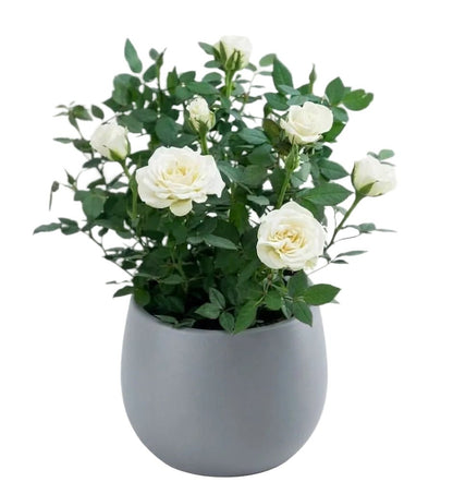 Mini Roses Plant in Pot - Florist London