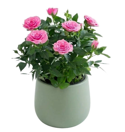 Mini Roses Plant in Pot - Florist London