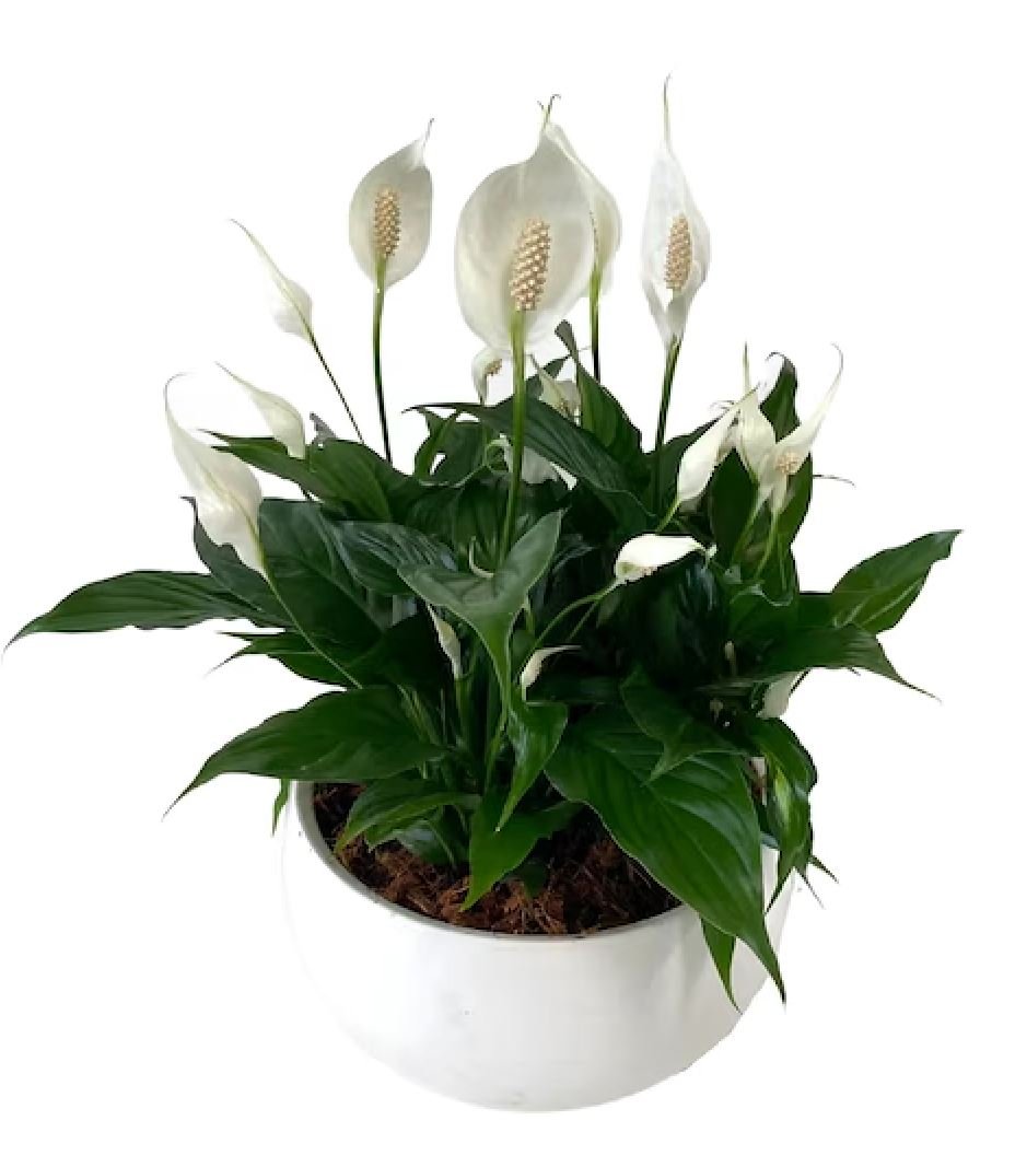 Mini Spathiphyllum Plant Peace Lily Bowl - Florist London