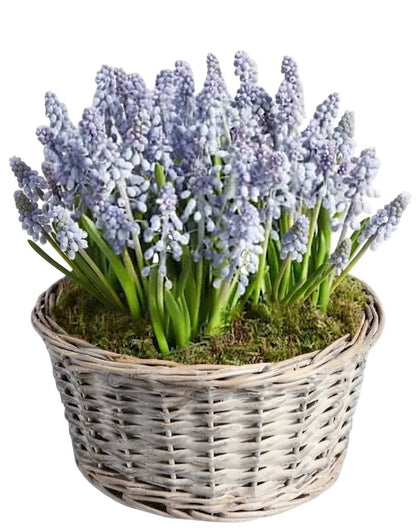Muscari Cute Basket - Florist London