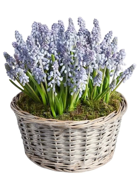 Muscari Cute Basket - Florist London