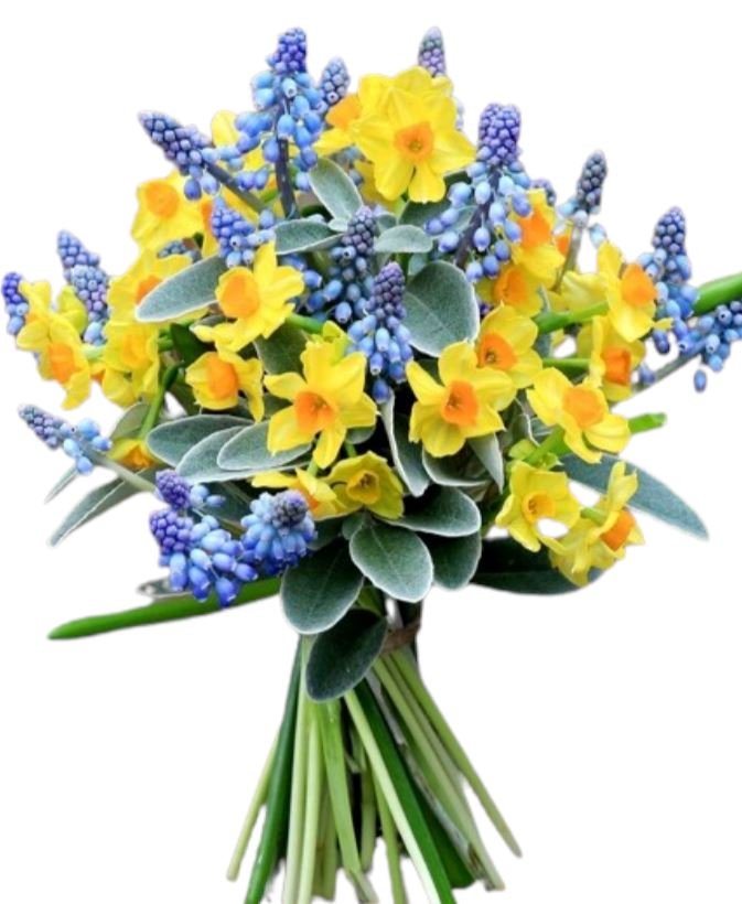Narcissus and Muscari Bouquet - Florist London