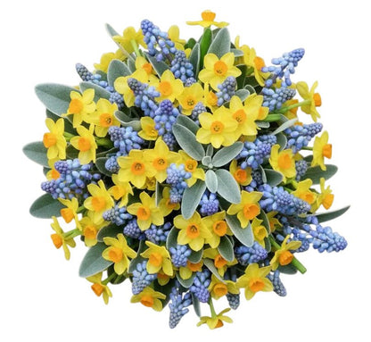 Narcissus and Muscari Bouquet - Florist London
