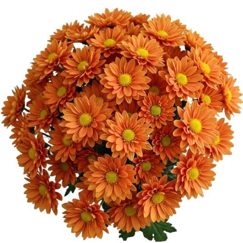 Orange Daisy Chrysanthemum Bouquet - Florist London