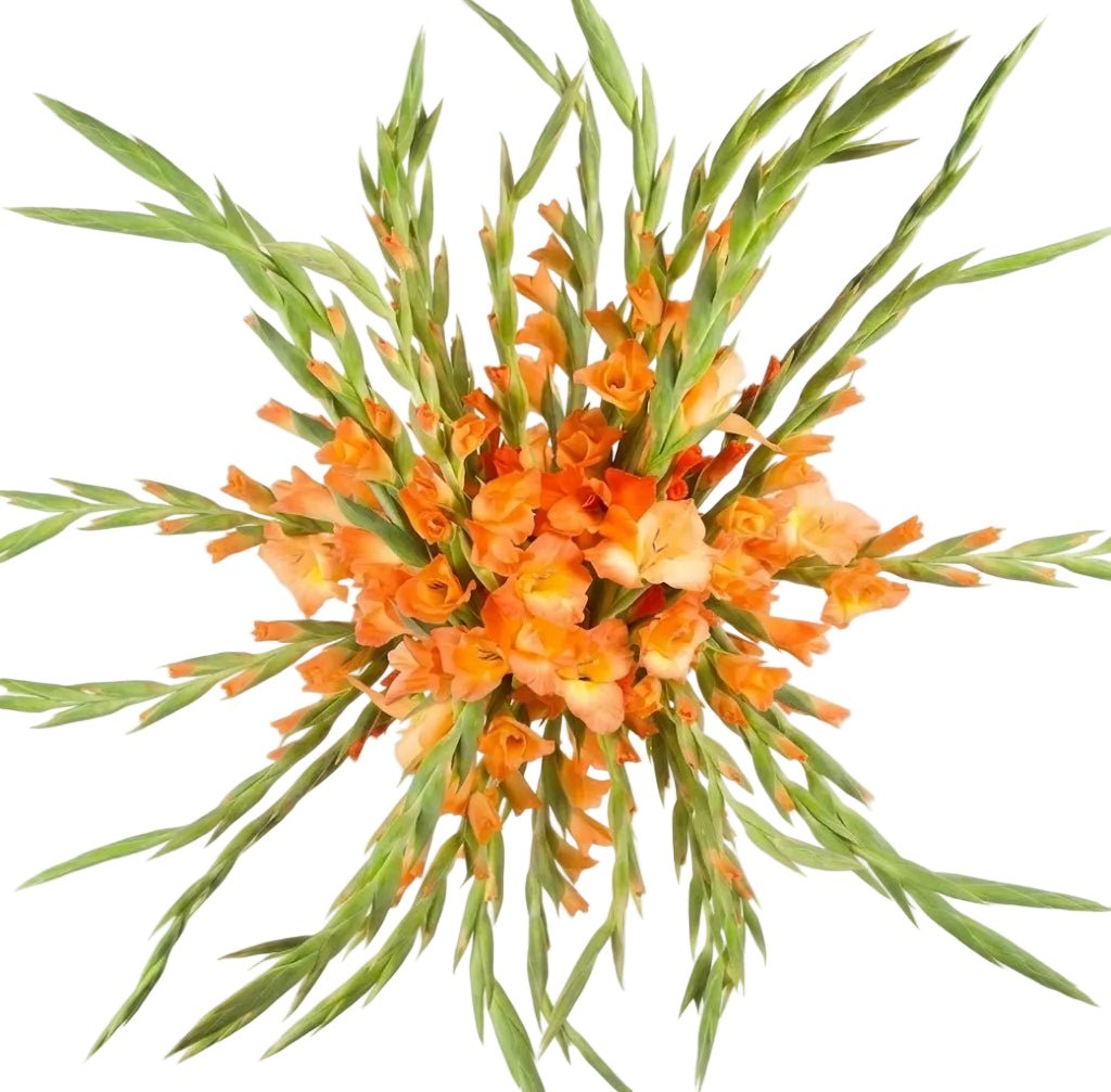 Orange Gladiolus Bouquet - Florist London