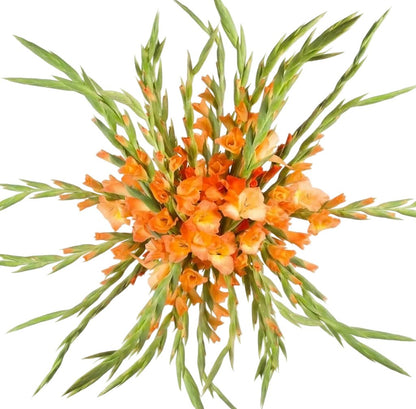 Orange Gladiolus Bouquet - Florist London